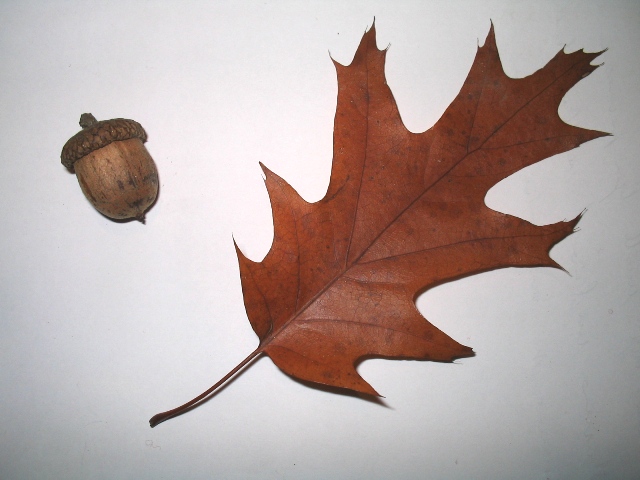 Foglia e ghianda di Quercus rubra-Quercia rossa